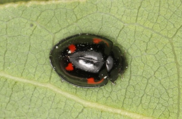 Pine ladybird adult Copyright: Peter Harvey