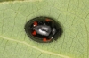 Pine ladybird adult Copyright: Peter Harvey