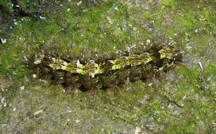 Dingy Footman lava Copyright: Peter Furze