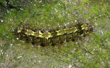 Dingy Footman lava Copyright: Peter Furze