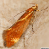 Italian Bark Moth (Metalampra italica) 