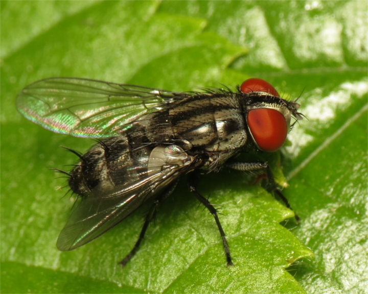 Amobia signata female 20160515-5757 Copyright: Phil Collins