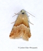 Eublemma parva Small Marbled