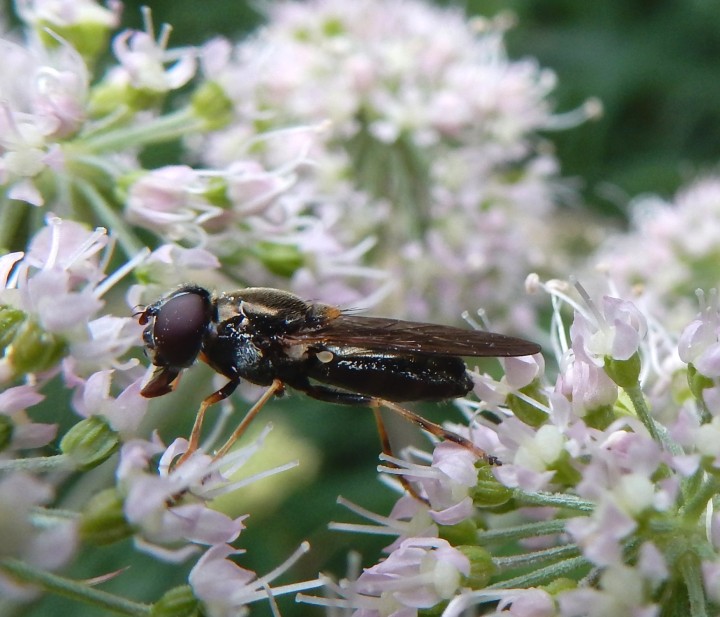 female on Angelica Copyright: Roger Payne