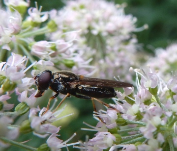 female on Angelica Copyright: Roger Payne