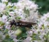 female on Angelica