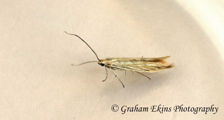 Coleophora conyzae (GD) Copyright: Graham Ekins