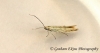Coleophora conyzae (GD) 