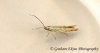 Coleophora conyzae (GD) Copyright: Graham Ekins