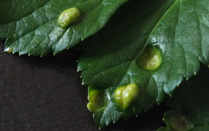 Puccinia smyrnii on Alexanders (Top of leaf) Copyright: Peter Pearson