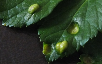 Puccinia smyrnii on Alexanders (Top of leaf) Copyright: Peter Pearson