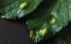Puccinia smyrnii on Alexanders (Top of leaf) 