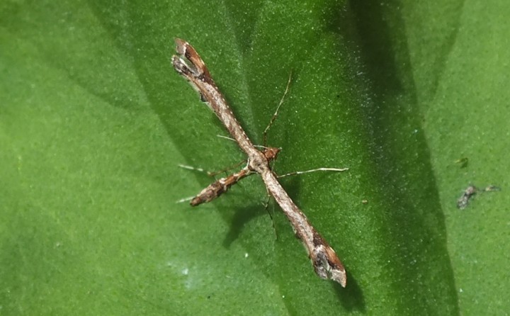 Amblyptilia acanthadactyla (On geranium) Copyright: Peter Pearson