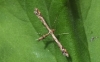 Amblyptilia acanthadactyla (On geranium)