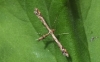 Amblyptilia acanthadactyla (On geranium) Copyright: Peter Pearson