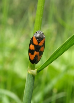 Froghopper Copyright: Sue Grayston