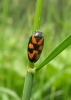 Froghopper Copyright: Sue Grayston