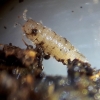 Haplophthalmus danicus from compost