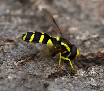 Xanthogramma pedissequum 6 Copyright: Graham Ekins