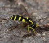 Xanthogramma pedissequum 6 Copyright: Graham Ekins