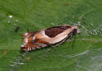 Ancylis badiana Copyright: Peter Furze