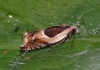 Ancylis badiana 