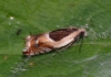 Ancylis badiana