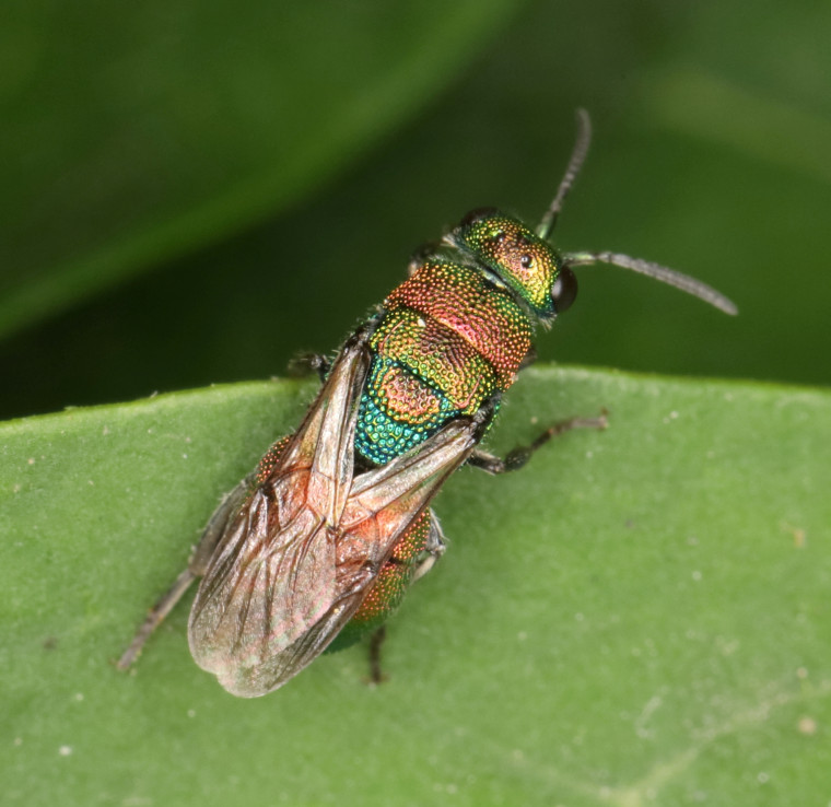 Hedychrum rutilans2 Copyright: Peter Harvey
