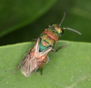 Hedychrum rutilans2