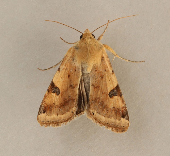 Bordered Straw   Heliothis peltigera Copyright: Graham Ekins