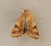 Bordered Straw   Heliothis peltigera Copyright: Graham Ekins