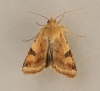 Bordered Straw   Heliothis peltigera