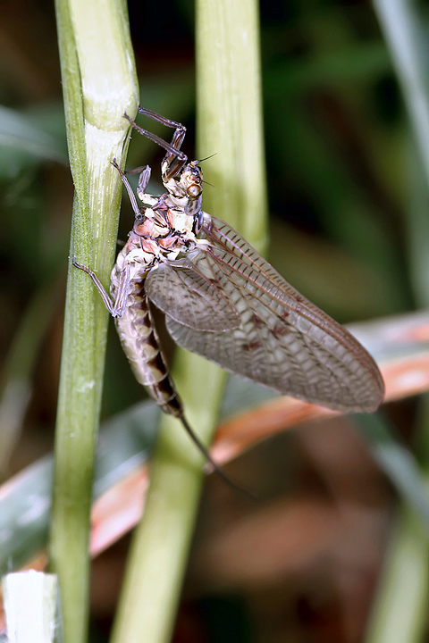 Ephemeroptera sp. (16 May 2011) Copyright: Leslie Butler