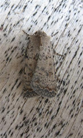 Pale Mottled Willow Copyright: Stephen Rolls