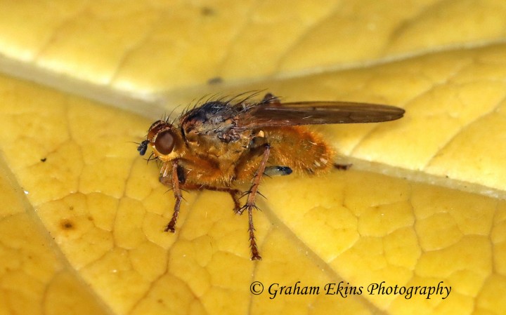 Scathophaga stercoraria  (Yellow Dung Fly) Copyright: Graham Ekins