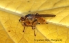 Scathophaga stercoraria  (Yellow Dung Fly) 