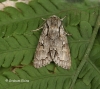 Acronicta psi  Grey dagger 6 Copyright: Graham Ekins