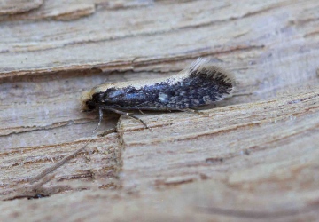 Monopis crocicapitella Copyright: Graham Ekins