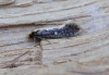 Monopis crocicapitella Copyright: Graham Ekins