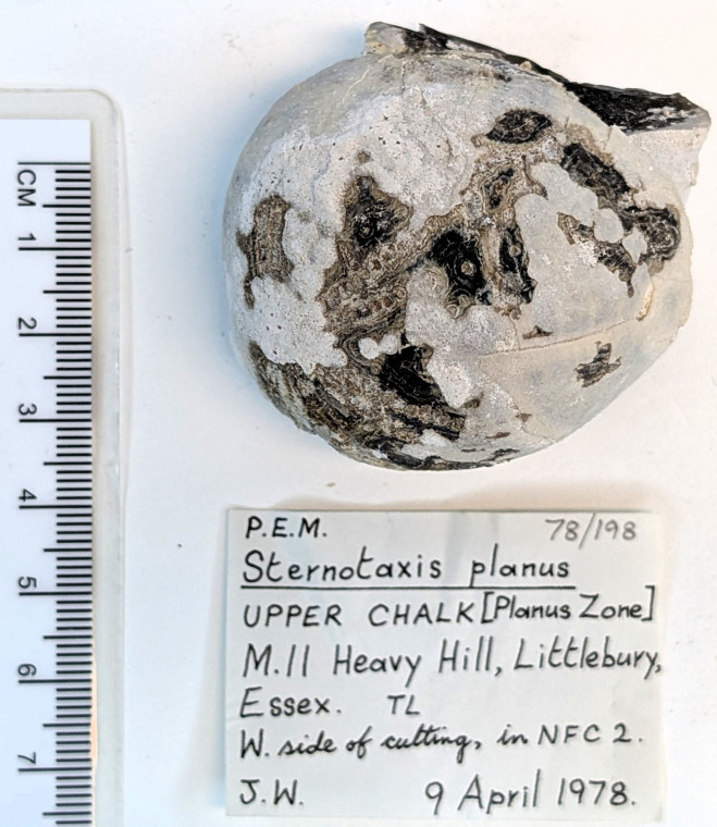 Echinoid Sternotaxis planus Littlebury M11 1978 198 top Copyright: Essex Field Club M11 1978