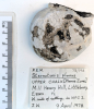 Echinoid Sternotaxis planus Littlebury M11 1978 198 top