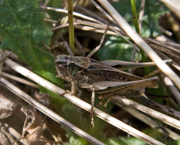 Platycleis albopunctata  (Grey Bush Cricket) Copyright: Graham Ekins