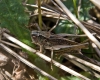 Platycleis albopunctata  (Grey Bush Cricket)