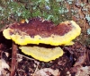 Phaeolus schweinitzii 