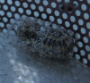 pupa 