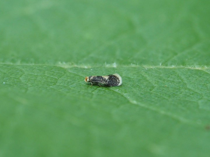 Ectoedemia heringella adult. Copyright: Gavin Price