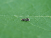 Ectoedemia heringella adult. Copyright: Gavin Price