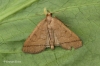 Herminia tarsipennalis Copyright: Graham Ekins