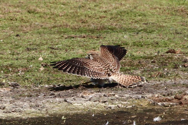 Kestrel 2 Copyright: Graham Smith