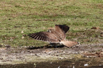 Kestrel 2 Copyright: Graham Smith